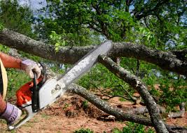 Professional Tree Services in Great Notch, NJ